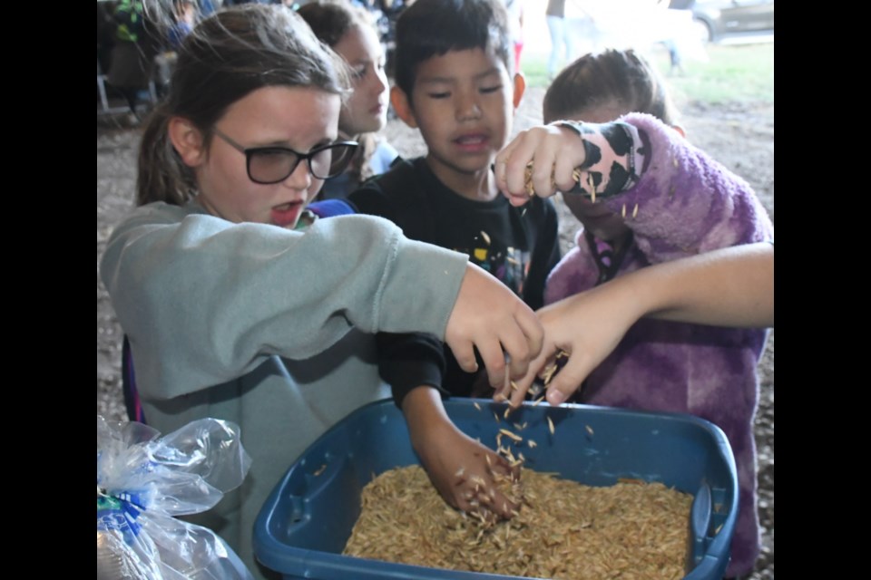 Students from Sunningdale School grab handfuls of oats while learning about the grain. Photo by Jason G. Antonio