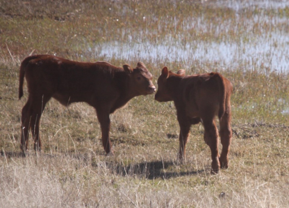 future-beef-price-outlook