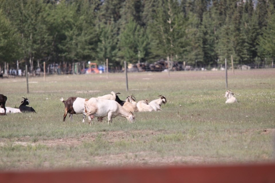 goat farm ron walter photo