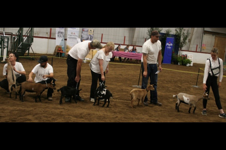 Showing. Photo by Ron Walter