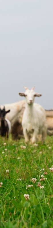 Goat Farming Opportunities Exist In Saskatchewan MooseJawToday