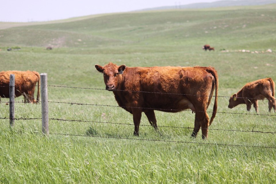 grazing-cattle