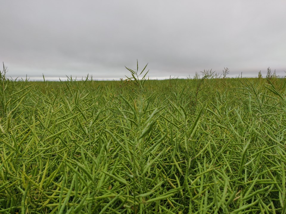 green ag field supplied by gov of sask