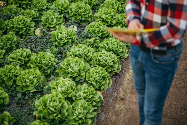 greenhouse veggies getty images