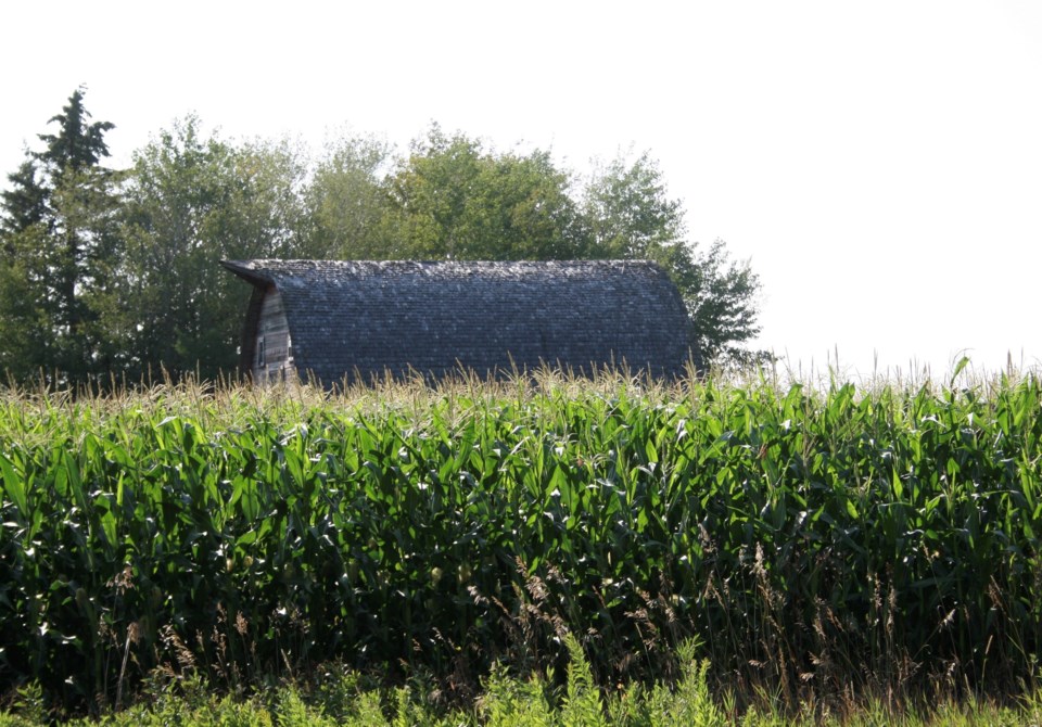 harvest 2019 photo ron walter