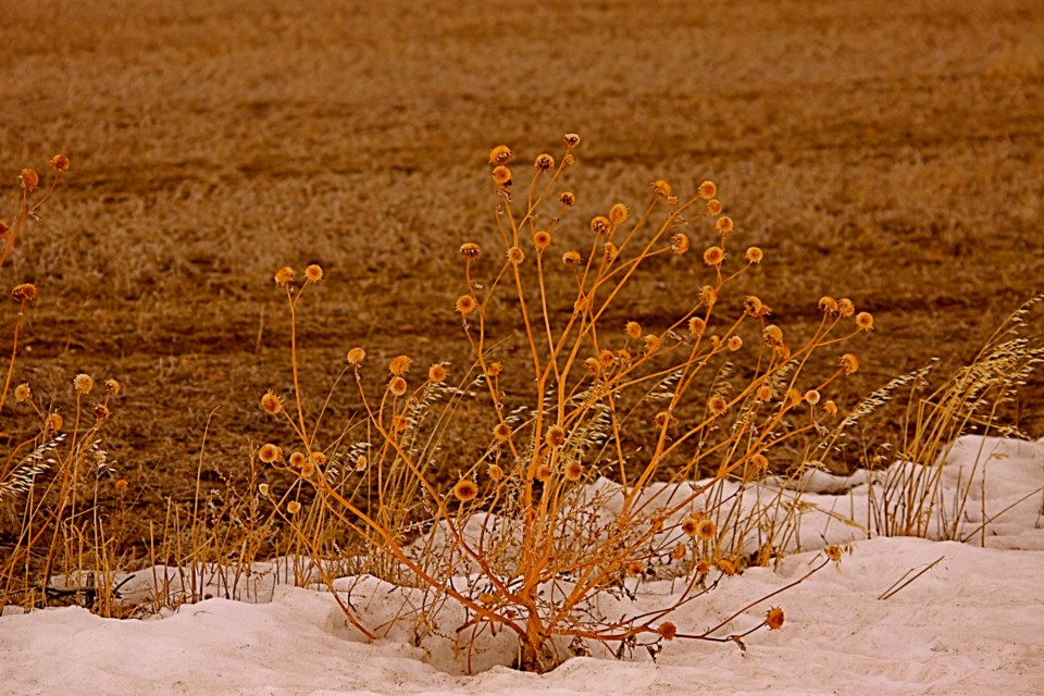 harvest 2019 snow