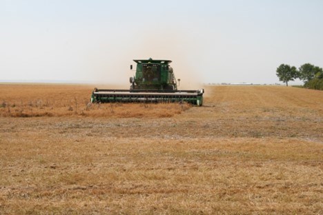Harvest MJ area