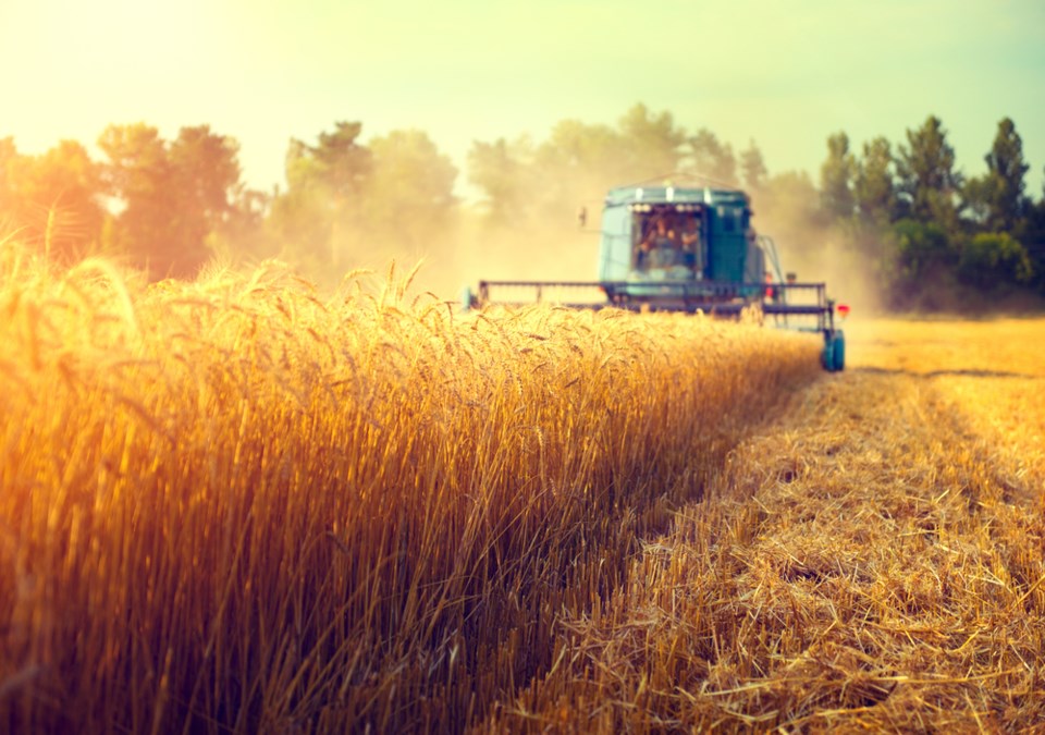 harvesting stock photo