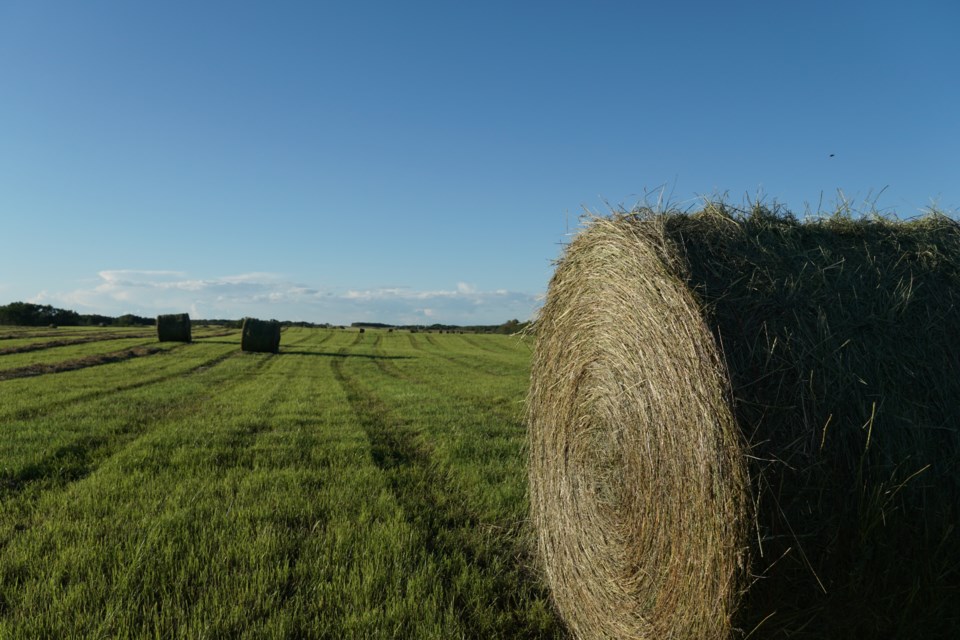 hay bales crops sk gov