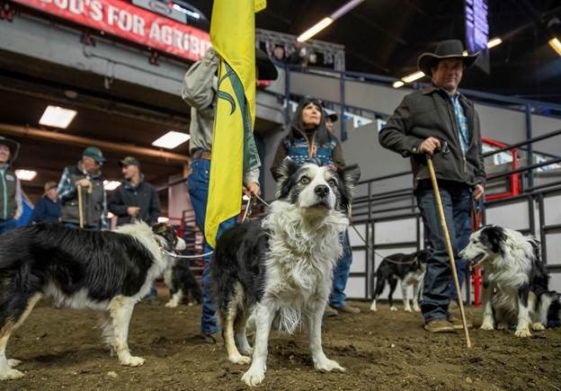 international-stock-dog-trials