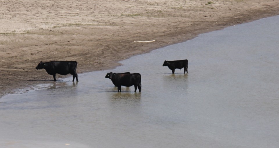 livestock image photo by ron walter