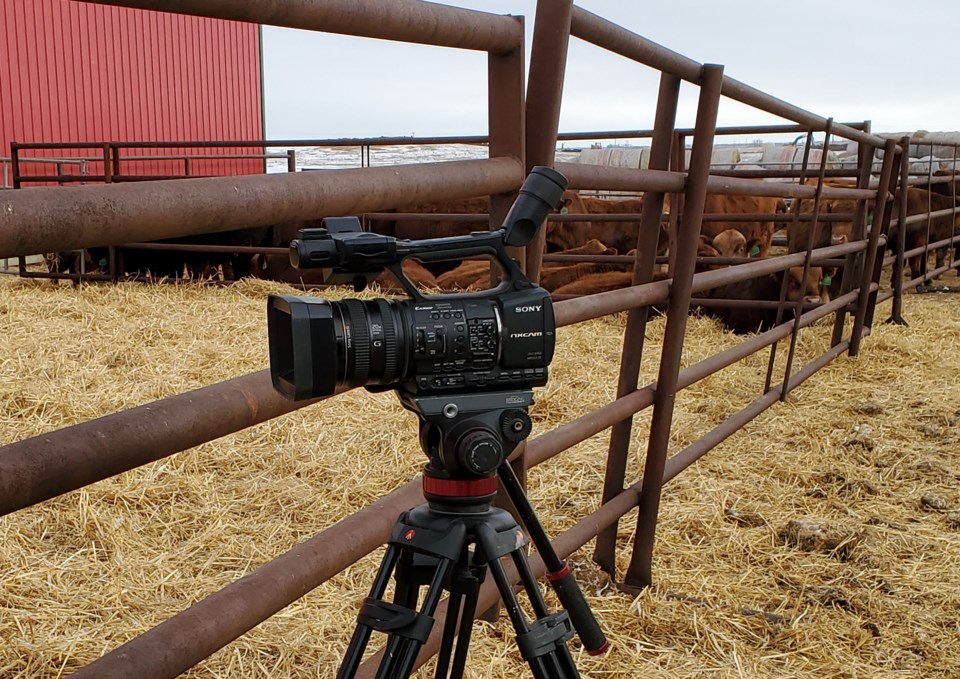 livestock media plus