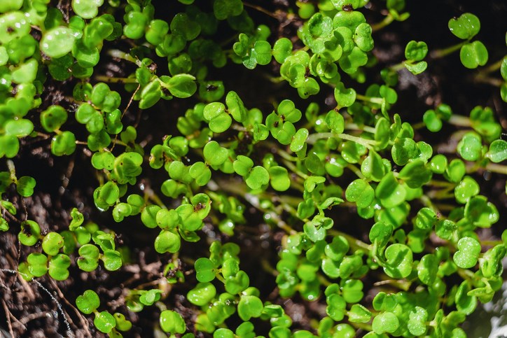 micro green arugula getty images