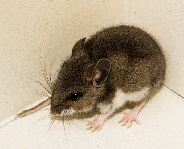Common mice are often the source of hantavirus infections
