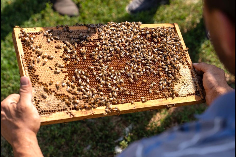 A scene from a previous Open Farm Days event. Photo courtesy Open Farm Days
