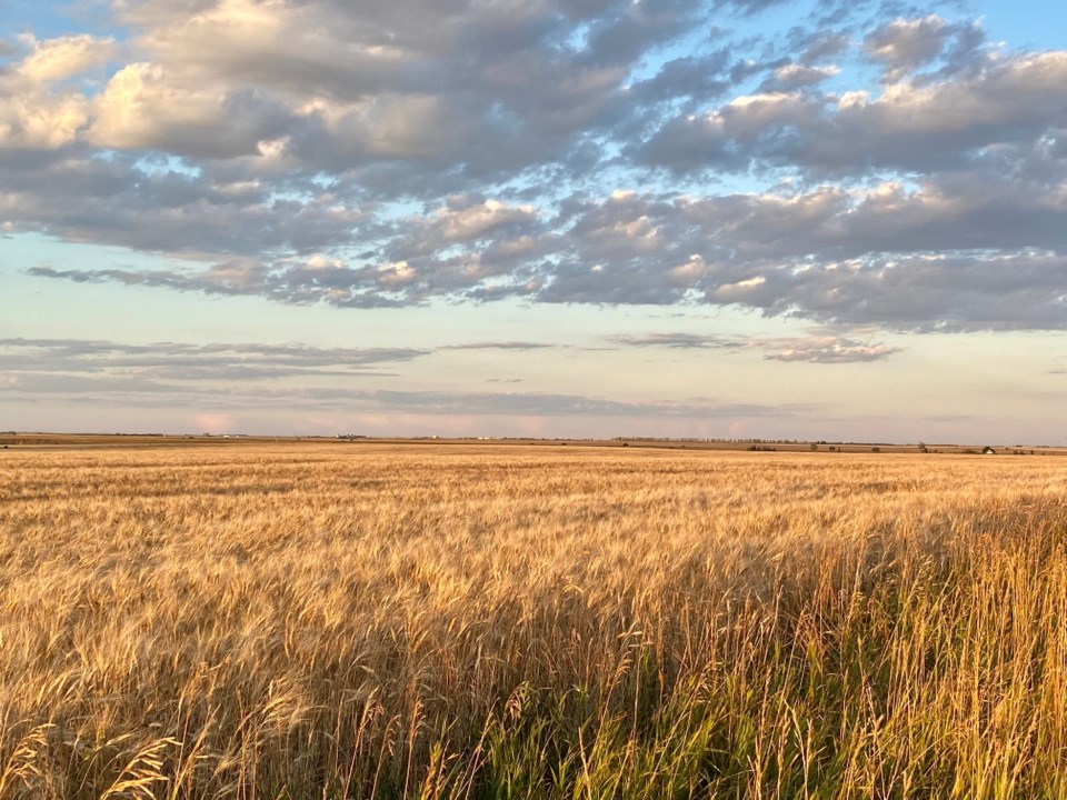 prairie field 