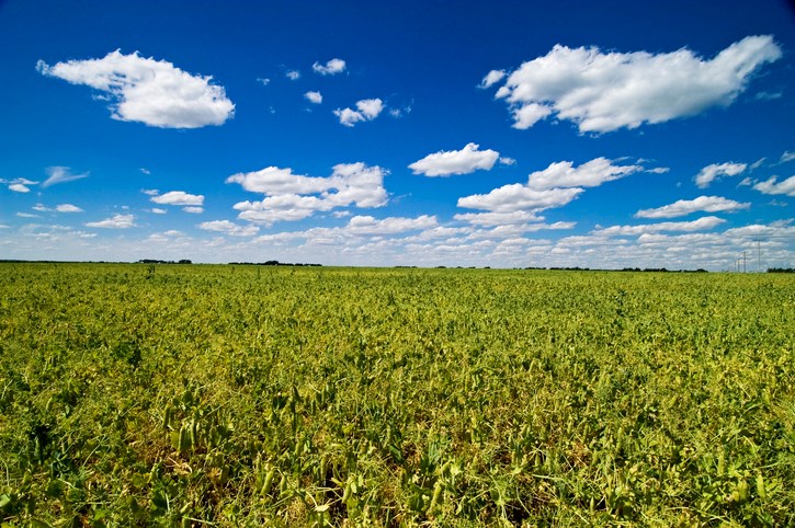 pulse crops field of peas gettyimages
