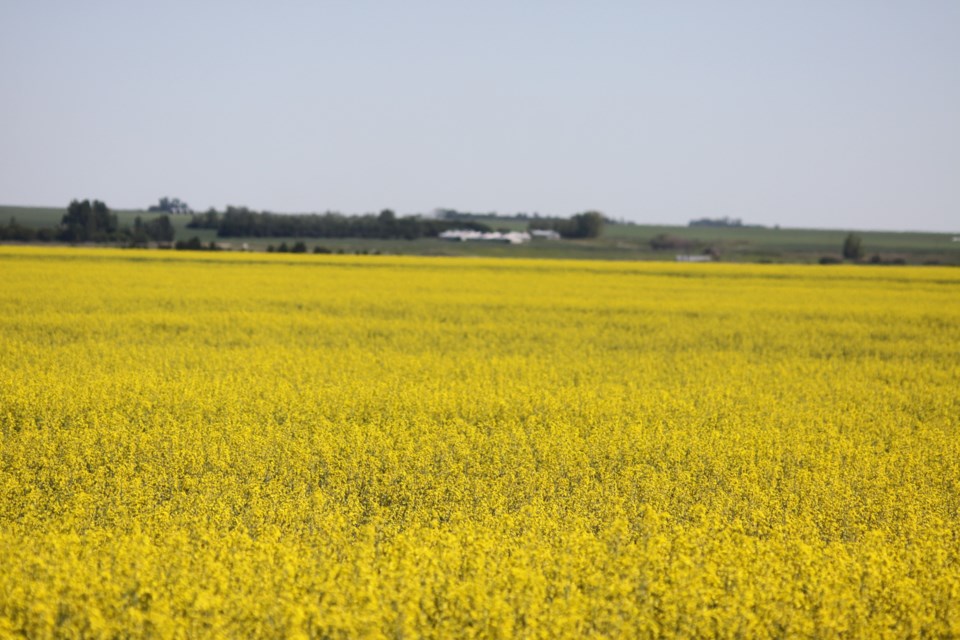 ron canola field jan 2020