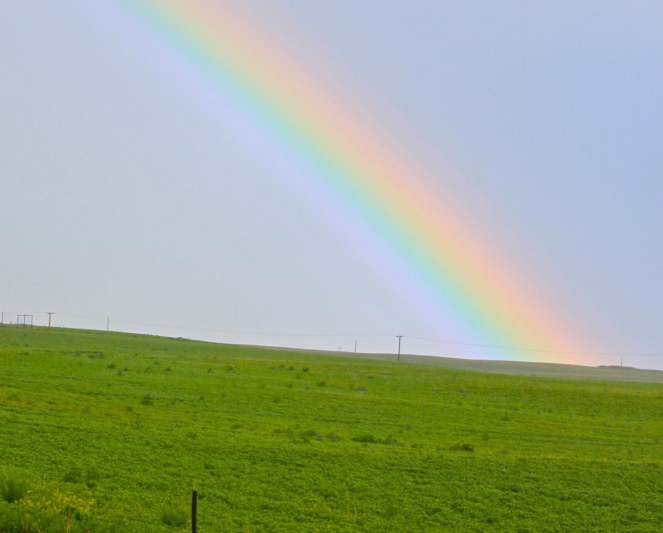 ron rainbow field