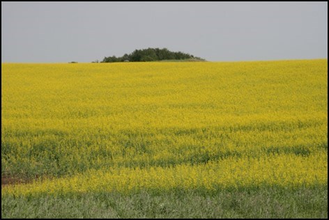 ron-walter-canola-field