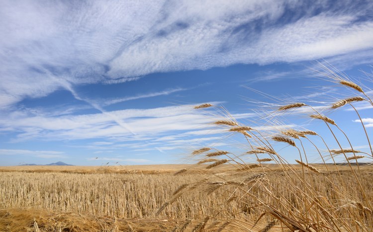 saskatchewan farm sky getty images