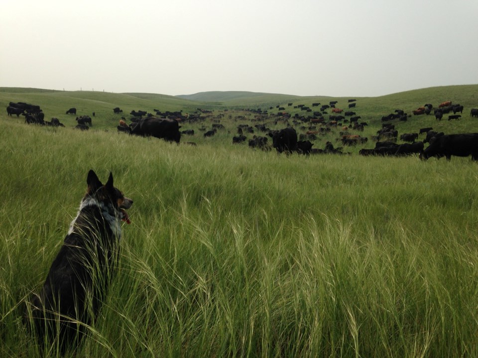 prairie-grassland-dog
