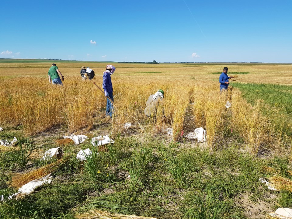 schoenau micronutrient harvesting