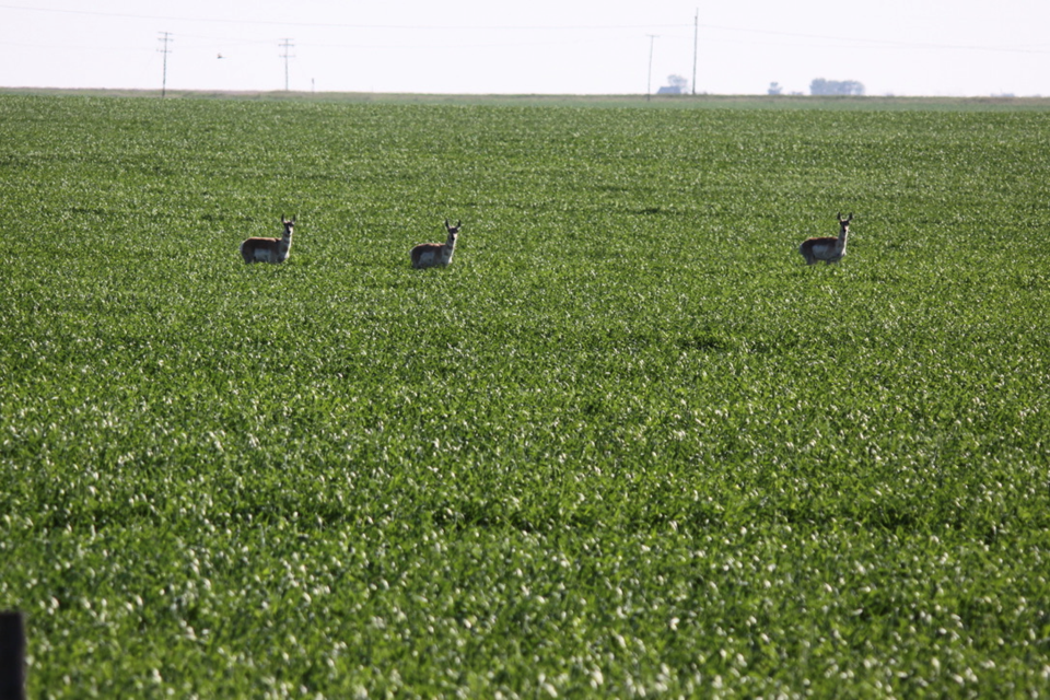 seeding