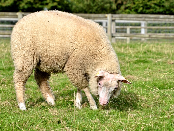 sheep grazing in field getty images