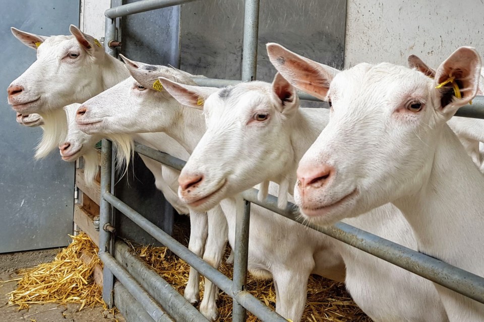 shutterstock goats