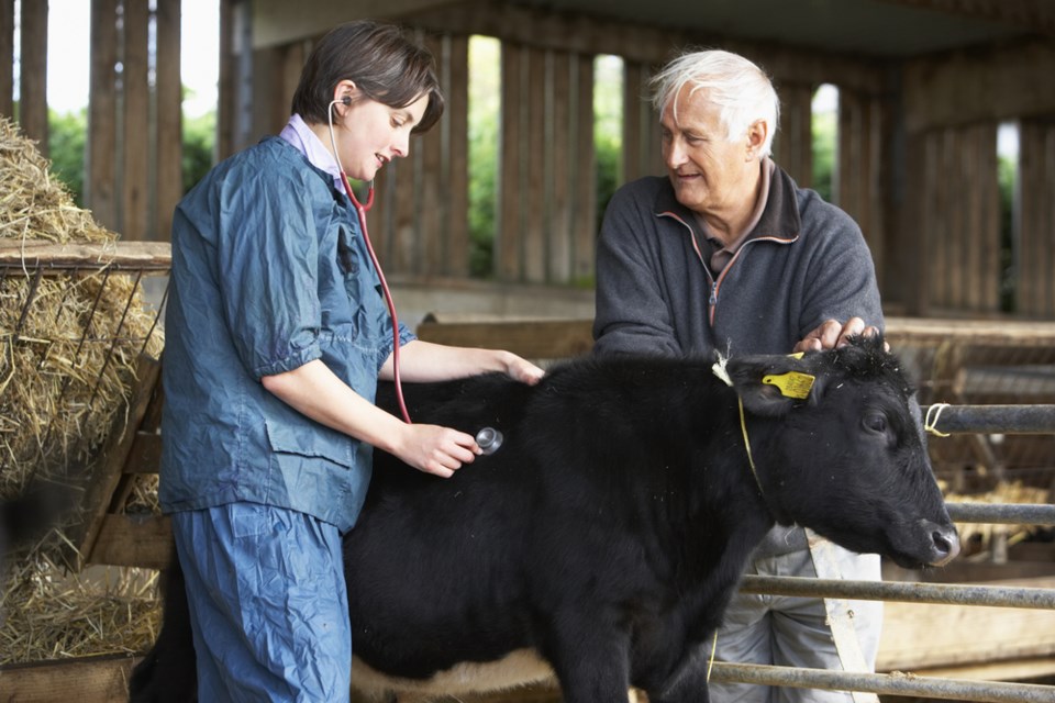 shutterstock vet cow