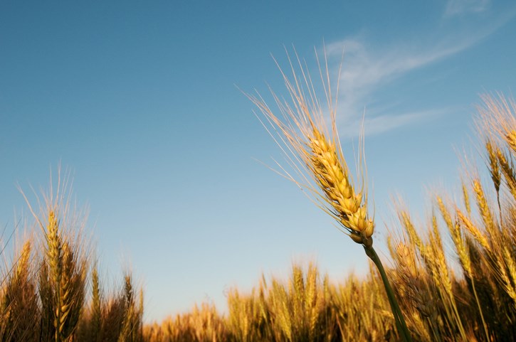 stalk of grain getty images