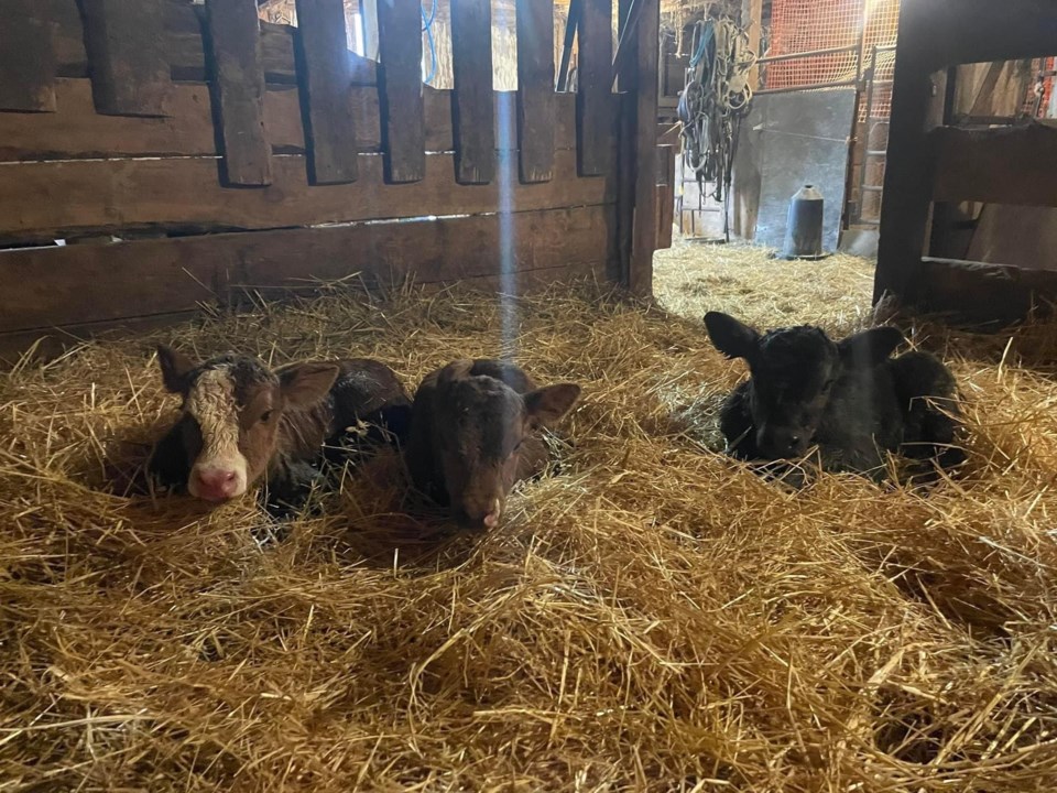 The calves, a black female and two red males, recovering on some comfy bedding