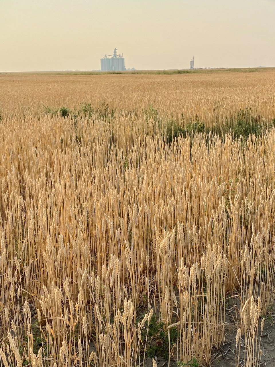 sun sets on wheat field summer 2021 eugenie officer photo