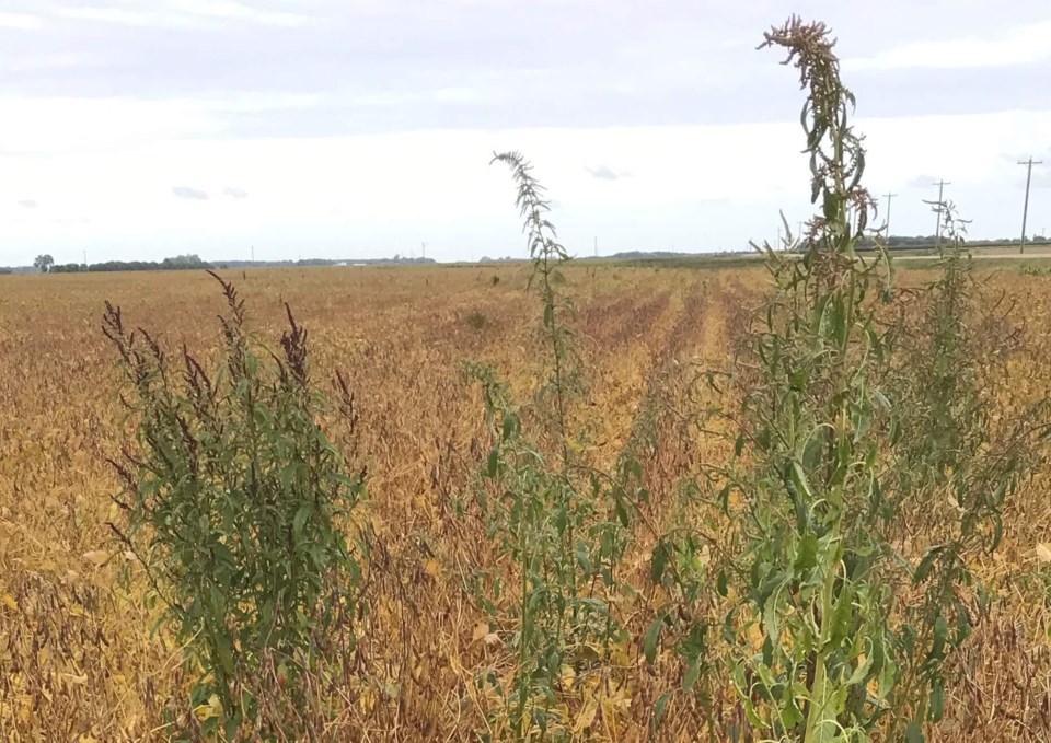 tall waterhemp weed provided