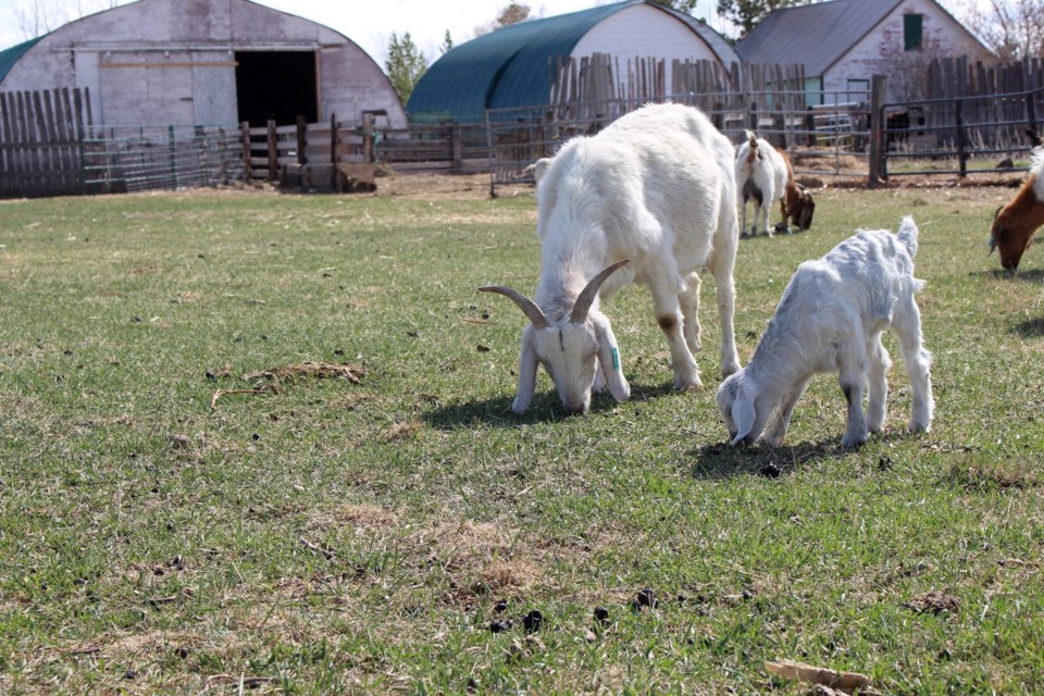 targeted-grazing-sask-ag