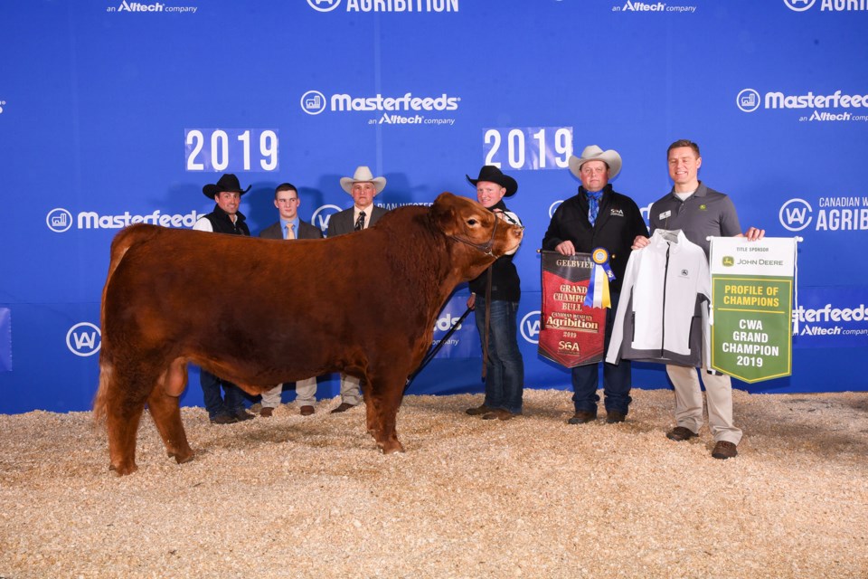 Grand Champion Bull AWB Twin View Mayweather 39F ET, co-owned by Twin View Livestock and Ledgerwood Gelbvieh from Clarkson, Wash. (supplied)