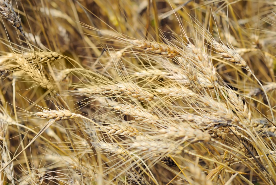 wheat drought shutterstock