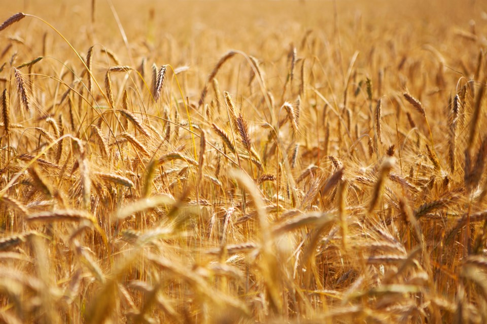 wheat field stock