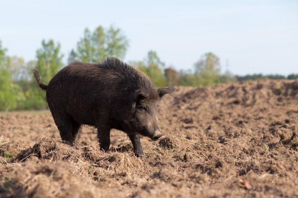 wild pig shutterstock