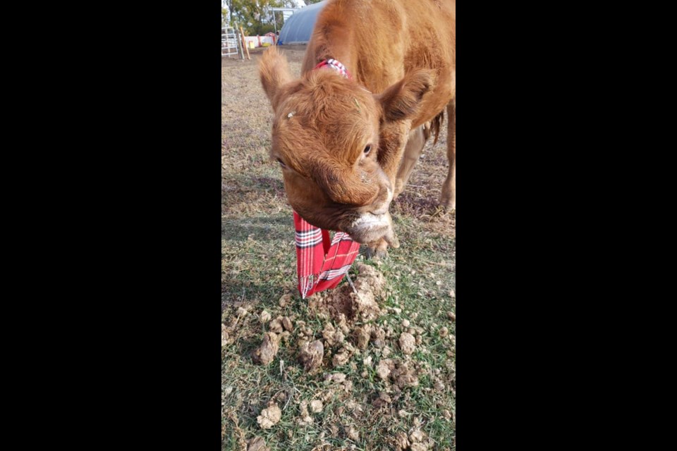 Willy the Wonder Cow grazes on the farm at Free To Be Me Animal Sanctuary. The steer was recently put down. Photo courtesy Free To Be Me Animal Sanctuary