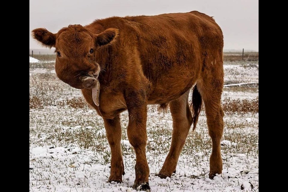 Willy the Wonder Cow has died after he stopped eating, due to his facial defect becoming more problematic. He was put down April 6. Photo courtesy Free To Be Me Animal Sanctuary