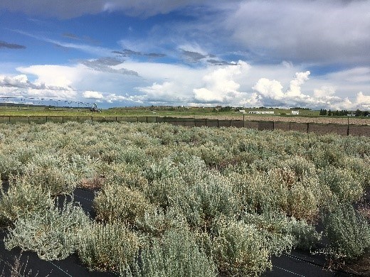 Winterfat, another native plant in a nursery near Swift Current, Saskatchewan | Government of Canada