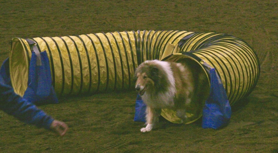 dog show
