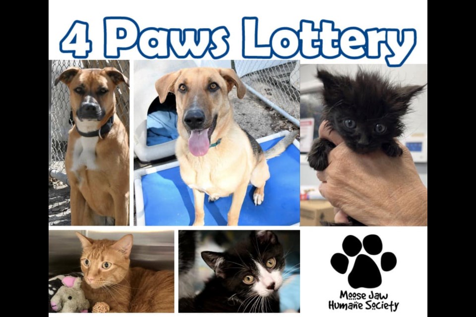 Enter the 4 Paws Lottery at the MJHS for your chance to win the jackpot, all while supporting local animals in need.