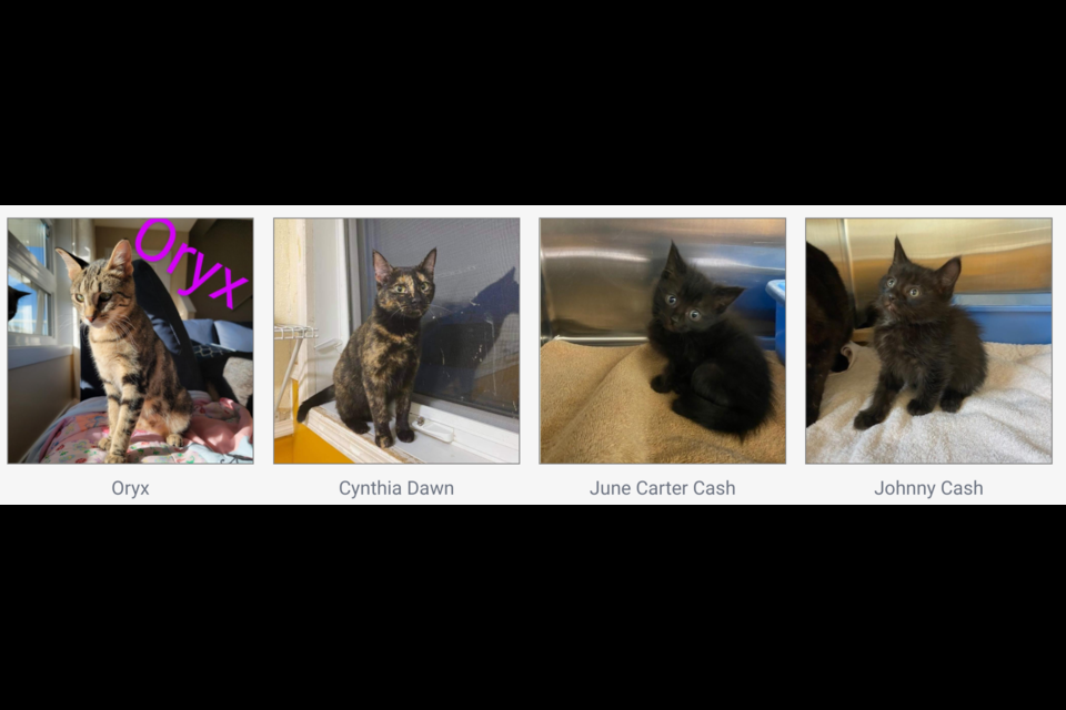 Adopt, foster or donate to help. They are not just photos but are looking for a loving home. 