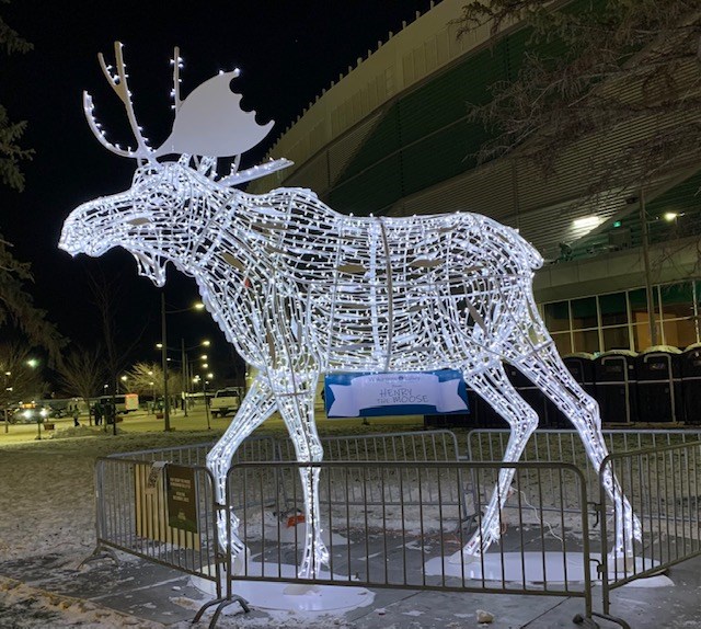 henry-the-moose-is-a-new-17-foot-tall-light-display-feature-at-the-grey-cup-and-appearing-at-the-valley-of-lights