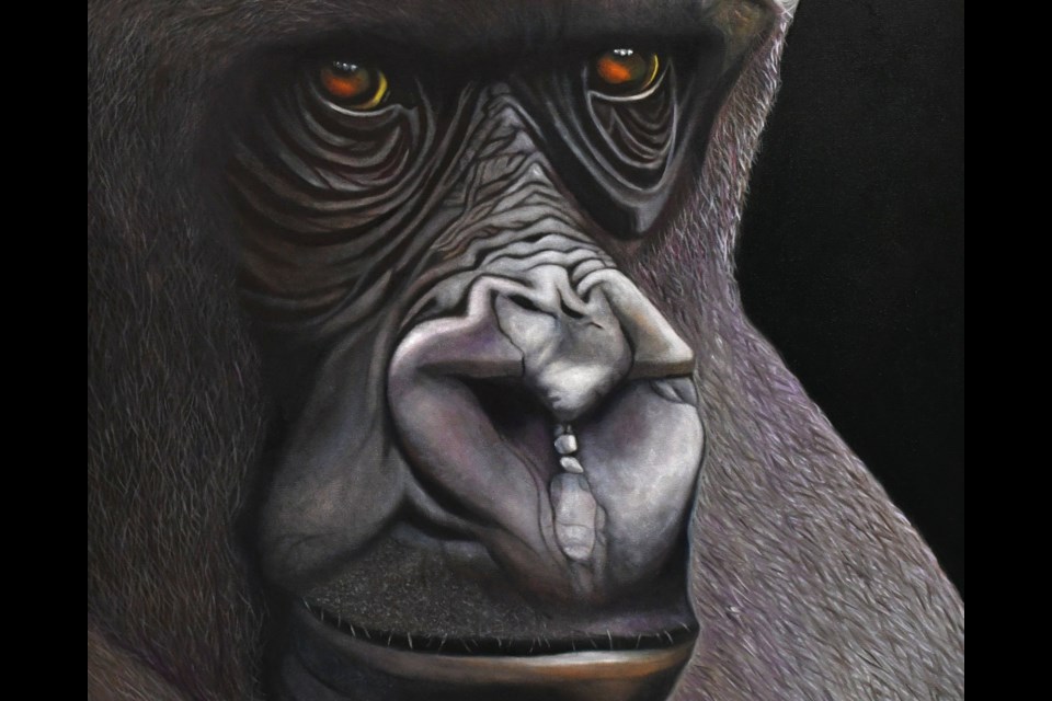 “Caesar,” an oil painting of a gorilla by Gary Holden, is a recent addition to the Living Sky Art Collective gallery. The popular piece has drawn attention from visitors, while Holden said he may take on a zebra next at his wife’s request.