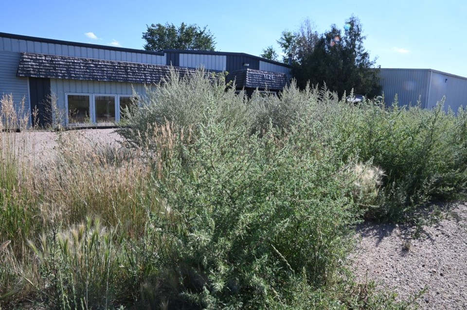Imperial Distillery weeds