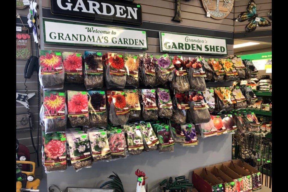 Keon Garden Centre are selling many bulbs right now. Owner Marcy Duffey said the bulbs are carefully chosen for hardiness and as close to a guarantee of success as they can get